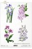 Krystyna Jałochowska, kwiat, kwiaty, ogród, łąka, Irysy, bez, tulipan, tulipany, dzwonki, R122, flower, flowers, meadow, garden, Krystyna Jałochowska, irises, lilac flowers, tulip, tulips, bells, Krystyna Jałochowska